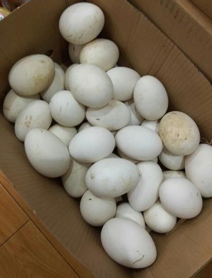 鵝蛋能去胎毒是真的嗎?懷孕什么時候吃鵝蛋最好