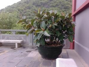 家里有寶寶能養橡皮樹嗎？橡皮樹有毒嗎？