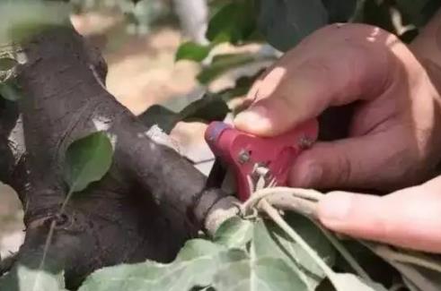 蘋果樹環剝最佳時間 蘋果樹什么時候環剝