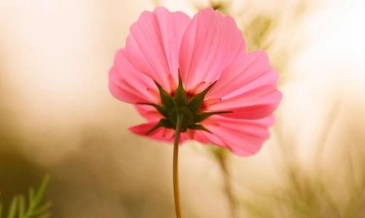 瀘沽湖格桑花幾月開 格;ㄊ裁醇竟濋_花