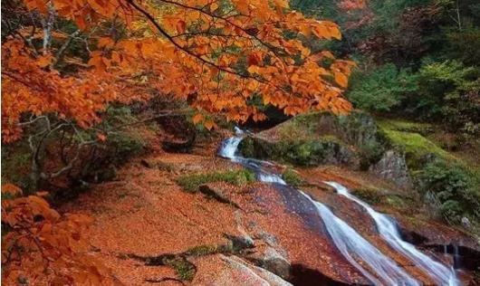 光霧山什么時候去看楓葉最好 光霧山最佳旅游季節