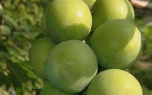 南華李什么時候成熟 南華李成熟季節