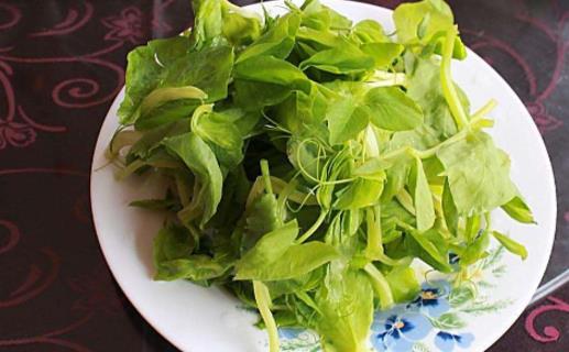 豌豆尖什么季節有 豌豆尖什么時候上市