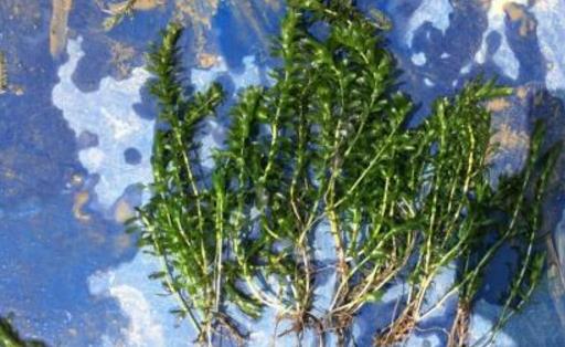 輪葉黑藻種植時(shí)間是什么時(shí)候 輪葉黑藻最佳種植時(shí)間