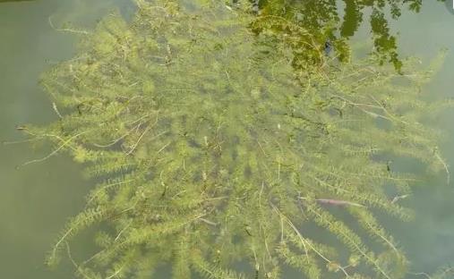 輪葉黑藻種植時(shí)間是什么時(shí)候 輪葉黑藻最佳種植時(shí)間
