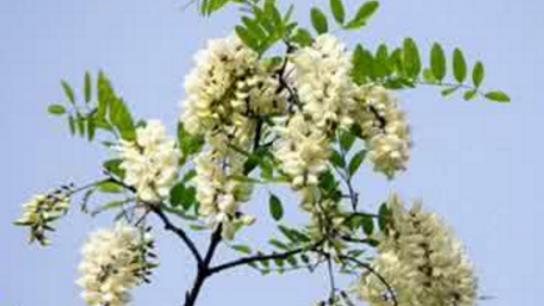 槐樹花什么時候開 槐樹花開花季節