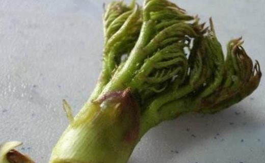 刺老芽什么時候采摘 刺老芽成熟季節