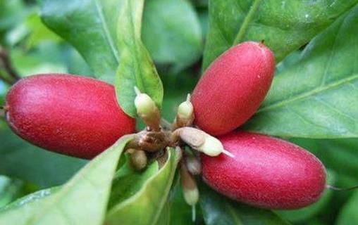 神秘果什么時候開花 神秘果開花時間
