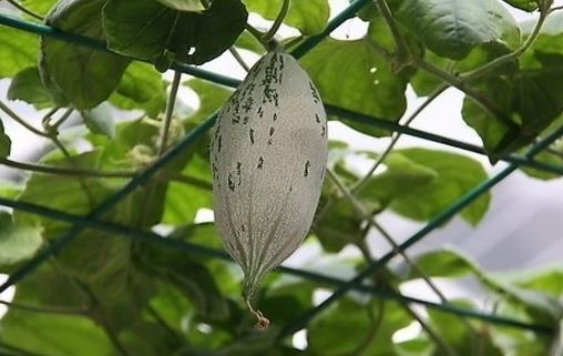 老鼠瓜什么時候種植 老鼠瓜種植時間