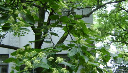 拐棗樹什么時候栽養 拐棗樹栽養時間