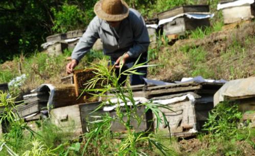 椴樹蜜什么時候喝好?椴樹蜜什么季節有