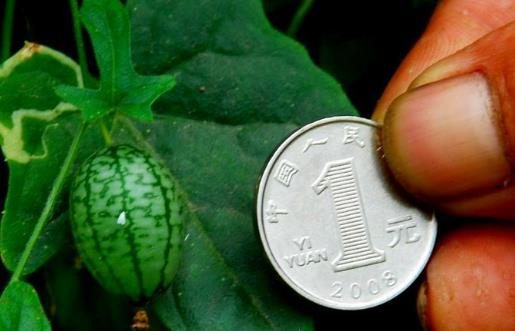 拇指西瓜什么時(shí)候種植最好 拇指西瓜種植季節(jié)