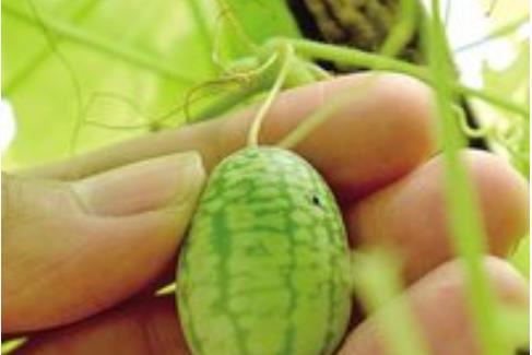 拇指西瓜什么時(shí)候種植最好 拇指西瓜種植季節(jié)