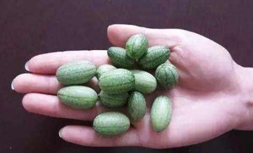 拇指西瓜什么時(shí)候種植最好 拇指西瓜種植季節(jié)