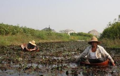 紅菱什么時(shí)候上市?什么時(shí)候采紅菱