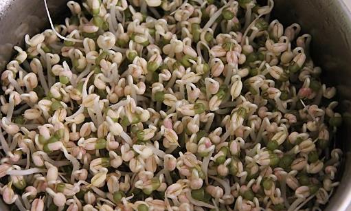 豆芽什么季節吃?豆芽什么時候有