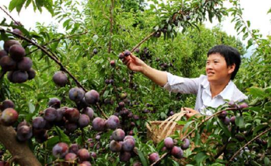 脆紅李什么時候成熟?脆紅李幾月成熟?
