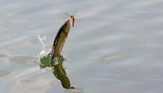 馬口魚什么時候釣最好 馬口魚最佳垂釣時間