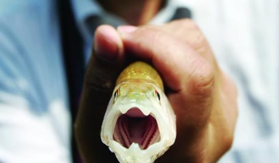 馬口魚什么時候釣最好 馬口魚最佳垂釣時間