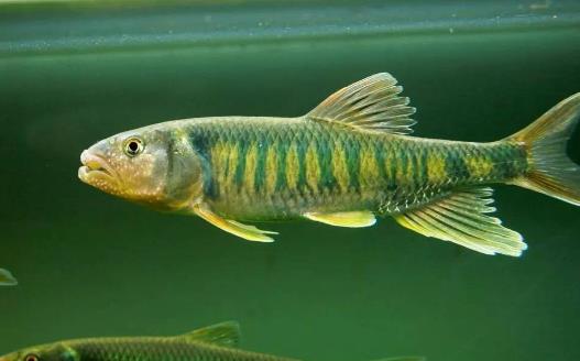 馬口魚什么時候釣最好 馬口魚最佳垂釣時間