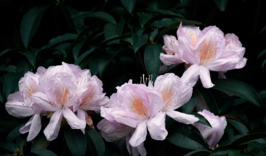 杜鵑花什么時候開 杜鵑花開花季節