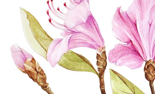 杜鵑花什么時候開 杜鵑花開花季節