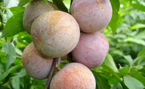 三華李種植幾年可掛果?三華李什么時(shí)候種植