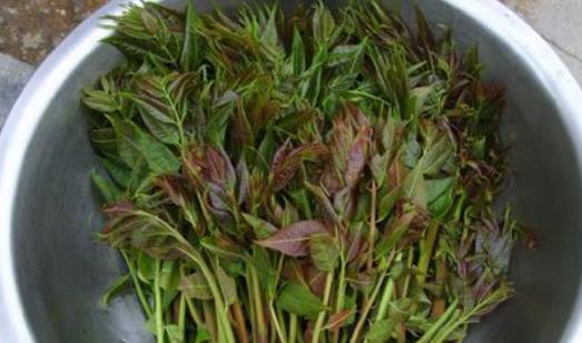 莼菜什么時節有?莼菜什么時候采摘?