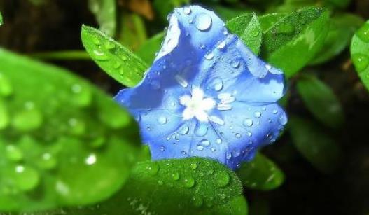 冰草什么時候種?冰草種植時間