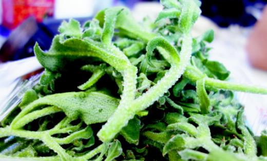 冰草什么時候種?冰草種植時間