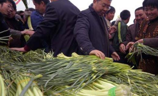 蒜薹什么時候采收?蒜薹什么時間抽