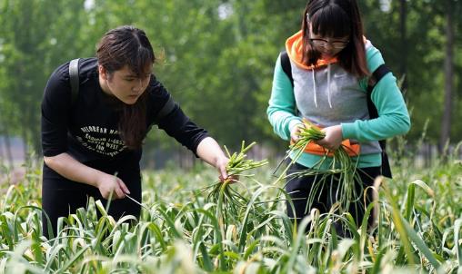 蒜薹什么時候采收?蒜薹什么時間抽