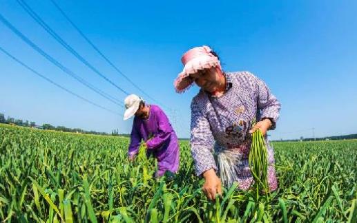 蒜薹什么時候采收?蒜薹什么時間抽
