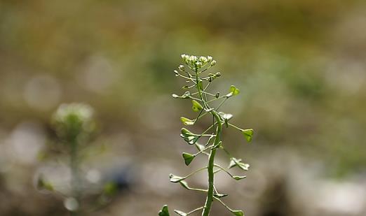 薺菜什么時候開花?薺菜花什么時候采?