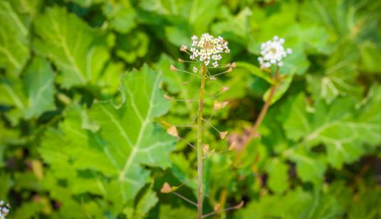 薺菜什么時候開花?薺菜花什么時候采?