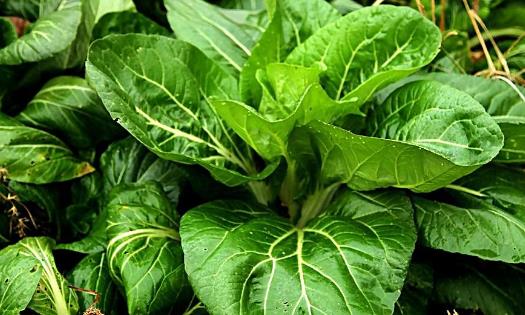 春天能種油菜嗎?油菜春天什么時候種植?