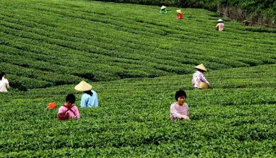 清明茶什么時(shí)候采?清明茶采摘時(shí)間