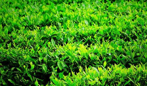清明茶什么時(shí)候采?清明茶采摘時(shí)間