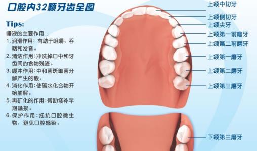 恒牙什么時候生長 恒牙生長時間