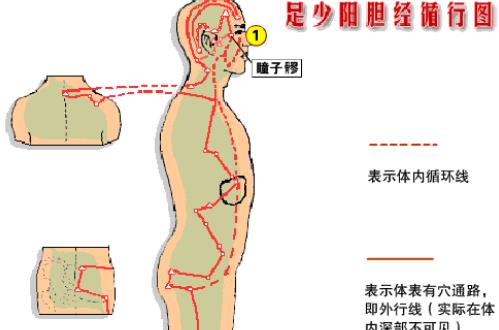敲膽經的最佳時間 什么時候敲膽經最好