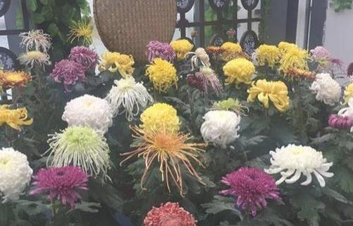 2018唐閘公園菊花展什么時候開始 唐閘公園菊花展開始時間
