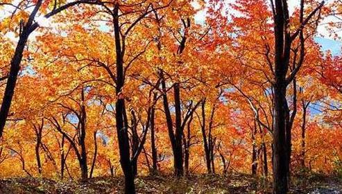 太白縣第十屆紅葉節開始時間 太白縣第十屆紅葉節持續到什么時候