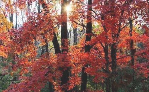 沂源鳳凰山紅葉節什么時候開始 沂源鳳凰山紅葉節開始時間