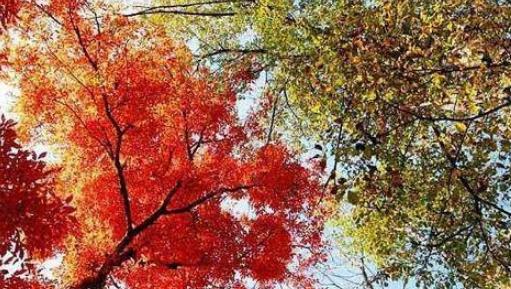 沂源鳳凰山紅葉節什么時候開始 沂源鳳凰山紅葉節開始時間