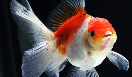 2018北京景山公園金魚展時間 北京景山公園金魚展什么時候開始