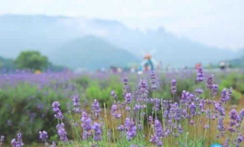 仙居薰衣草什么時候開 仙居薰衣草開花季節