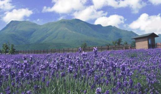 仙居薰衣草什么時候開 仙居薰衣草開花季節