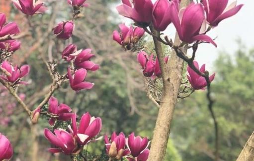 深圳園博園玉蘭花什么時(shí)候開(kāi) 深圳園博園玉蘭花開(kāi)花時(shí)間
