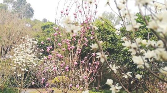 深圳園博園玉蘭花什么時(shí)候開(kāi) 深圳園博園玉蘭花開(kāi)花時(shí)間
