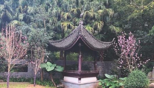 深圳園博園玉蘭花什么時(shí)候開(kāi) 深圳園博園玉蘭花開(kāi)花時(shí)間